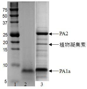 A method for purifying pea albumin pa1a using negatively charged polysaccharides