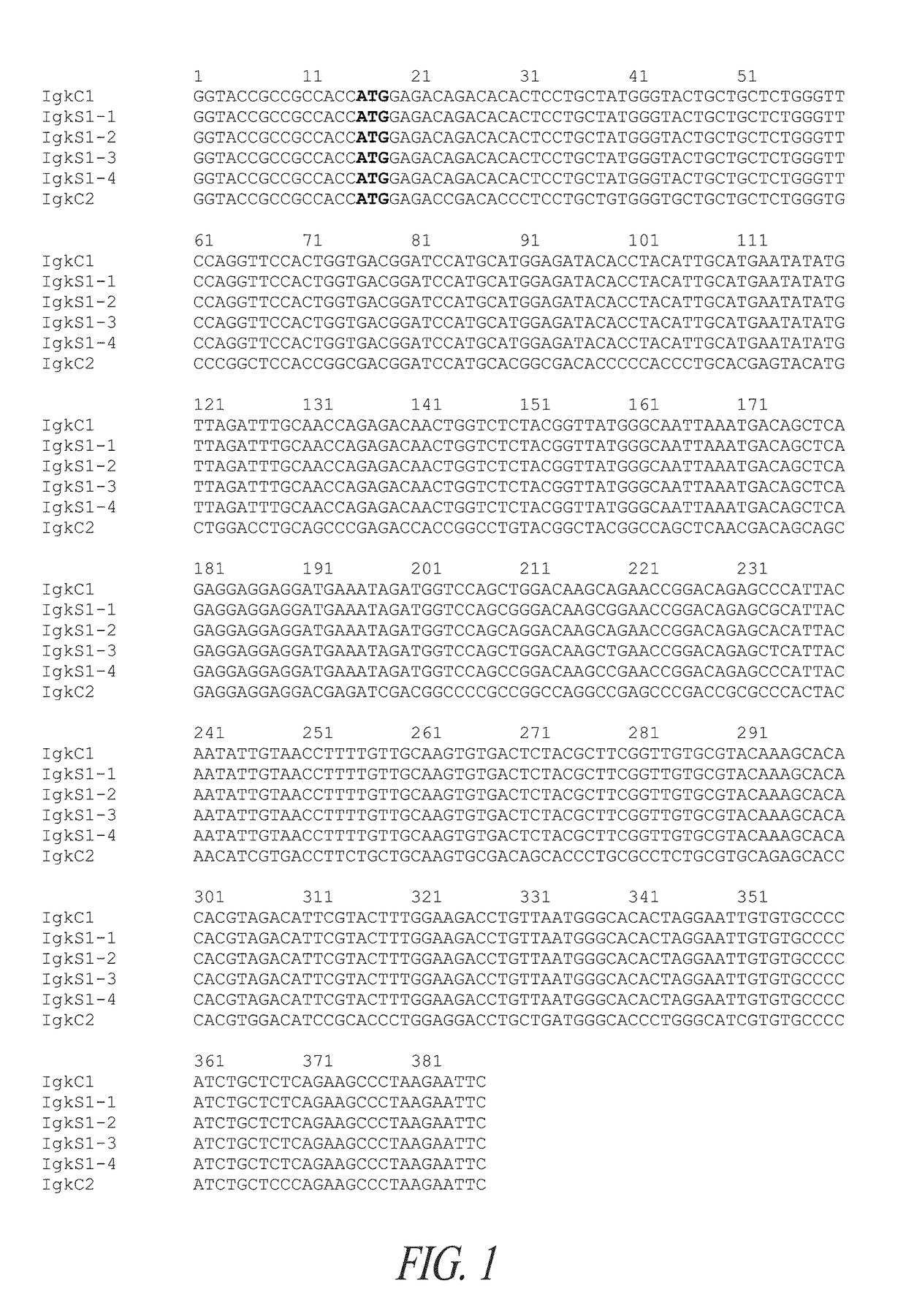 Expression system for modulating an immune response