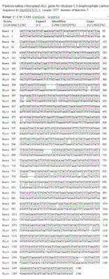 Novel ribulose diphosphate carboxylase large-subunit gene derived from pavloca viridis