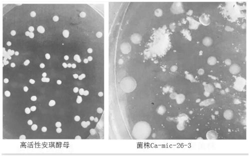 Saccharomycetes strain and application in cassava fermentation
