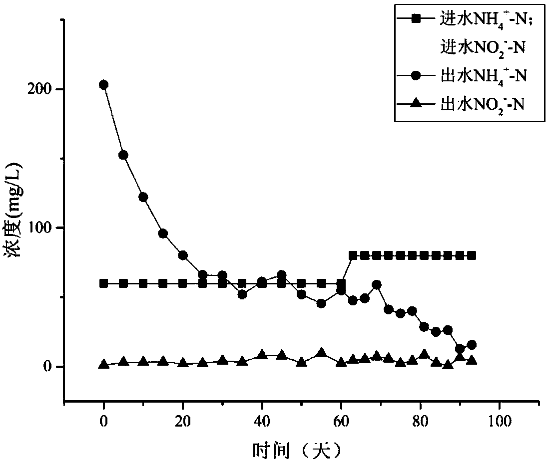 Composite biological filler for promoting rapid start-up and stable operation of anaerobic ammonium oxidation and preparation method and application thereof