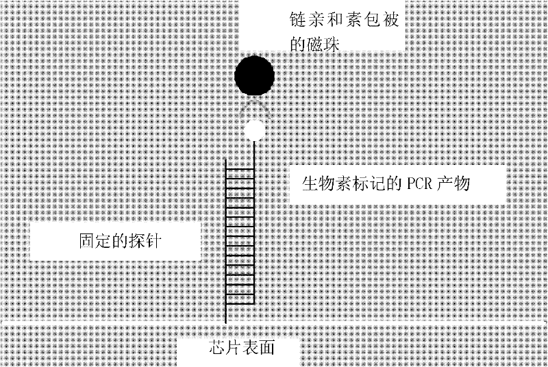 Method for detection and typing of dengue virus, special chip and kit