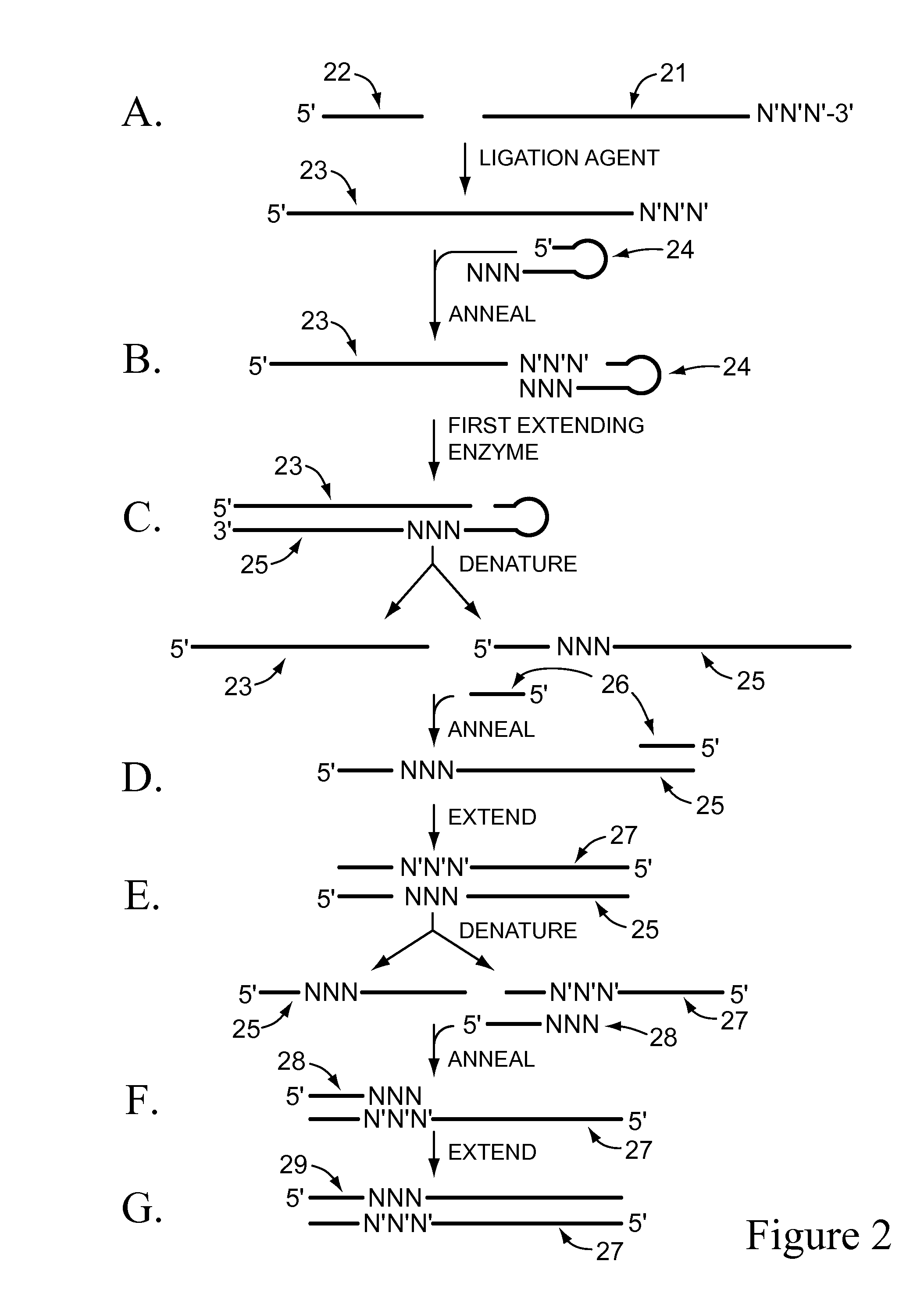 Methods for normalizing and for identifying small nucleic acids
