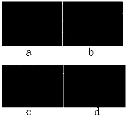 Extraction method of total saponins of trillium tschonoskii and pharmaceutical application thereof