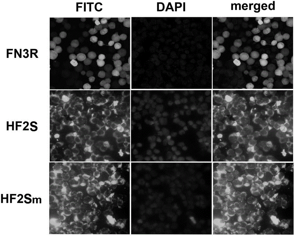 System and method for enabling the cell apoptosis of chronic myeloid leukaemia