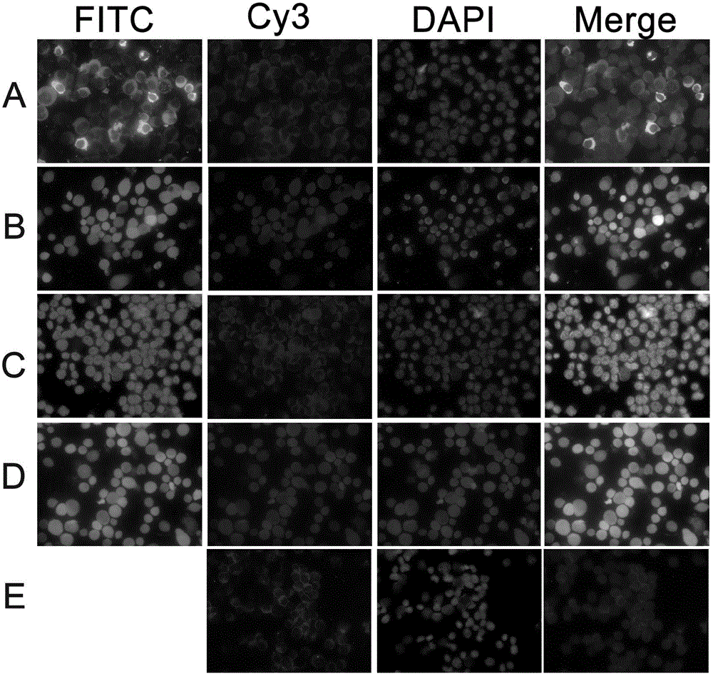 System and method for enabling the cell apoptosis of chronic myeloid leukaemia