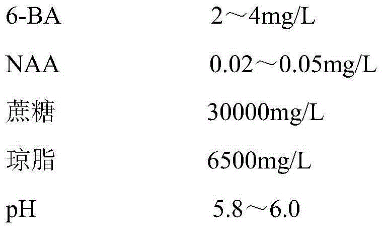 A kind of preservation method of gerbera germplasm resource