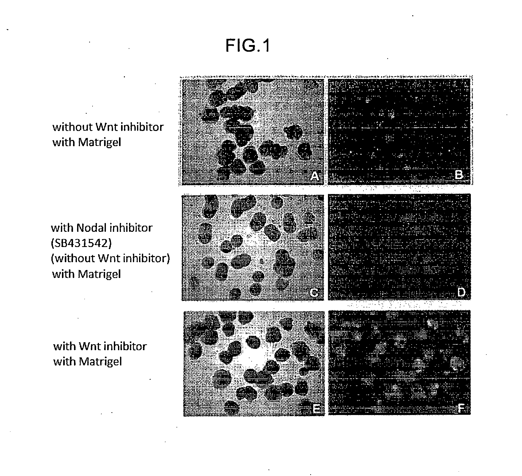 Methods for producing retinal tissue and retina-related cell