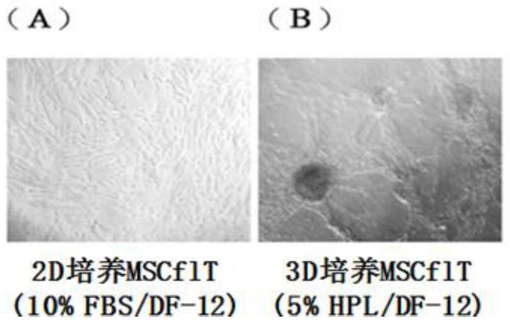Method for preparing high-activity exosome through heterologous serum-free 3D culture of MSC stem cells