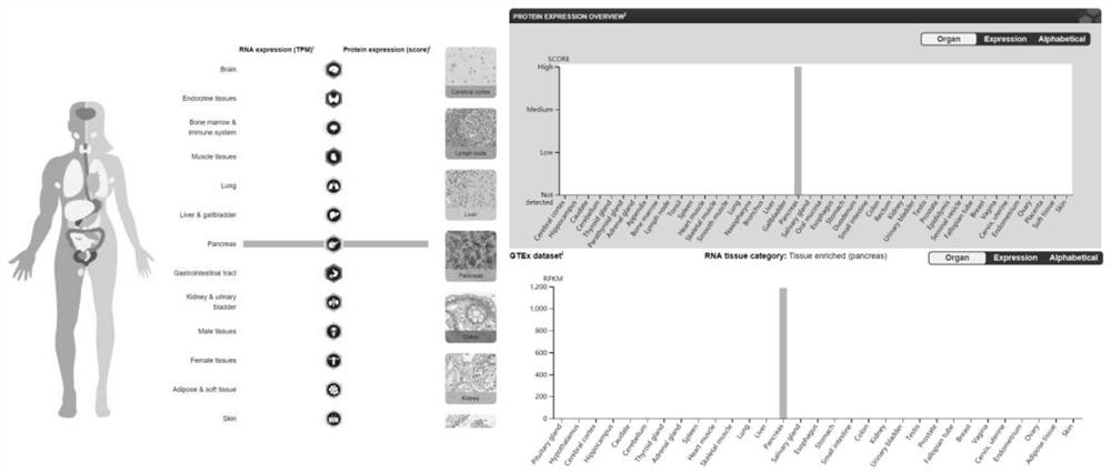 Dual-targeted nanomedicine for customized T-cell epitope vaccine, preparation method and application thereof