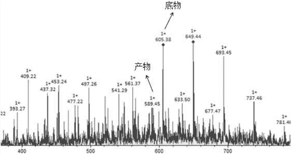 GDP-mannose-4,6-dehydratase-encoding gene in Sacchrina japonica, and protein and application thereof