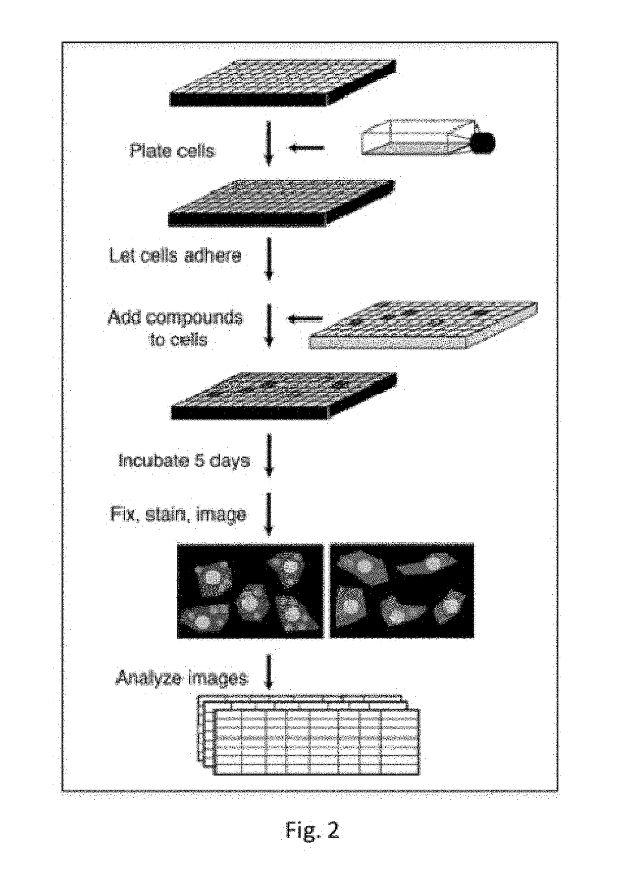 Compositions and Methods employing Wolbachia FtsZ as a target for Albendazole sulfone