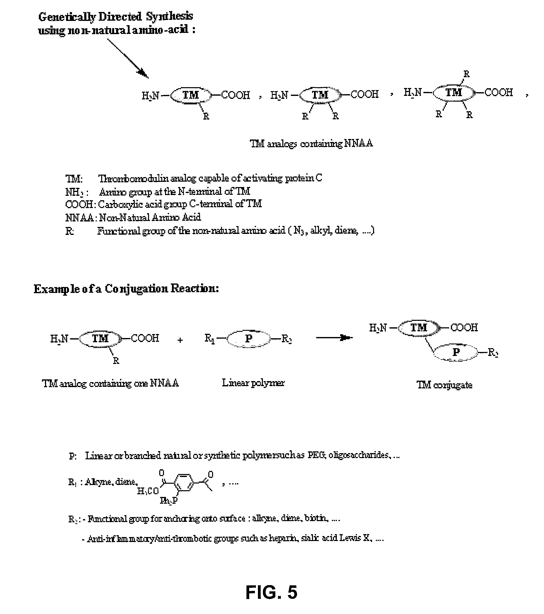 Thrombomodulin derivatives and conjugates