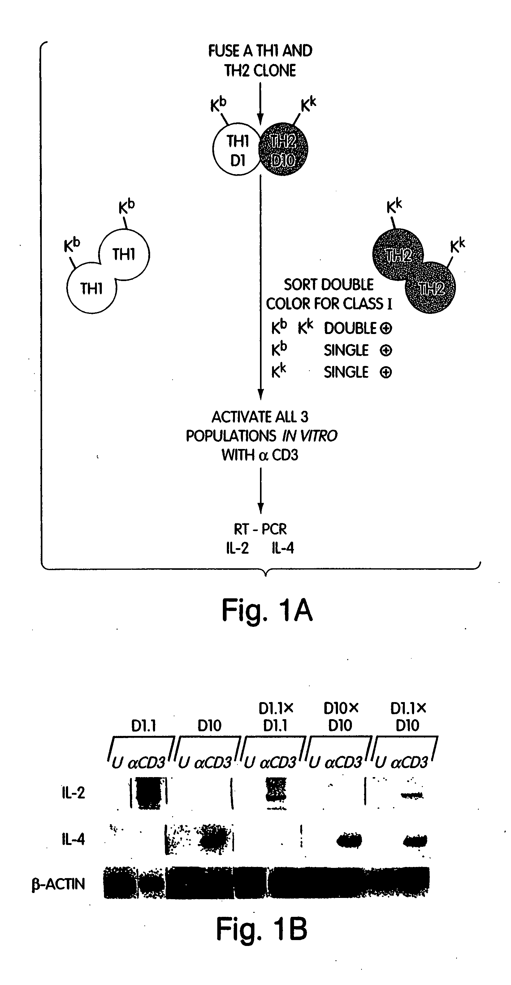 Methods for regulating T cell subsets by modulating transcription factor activity