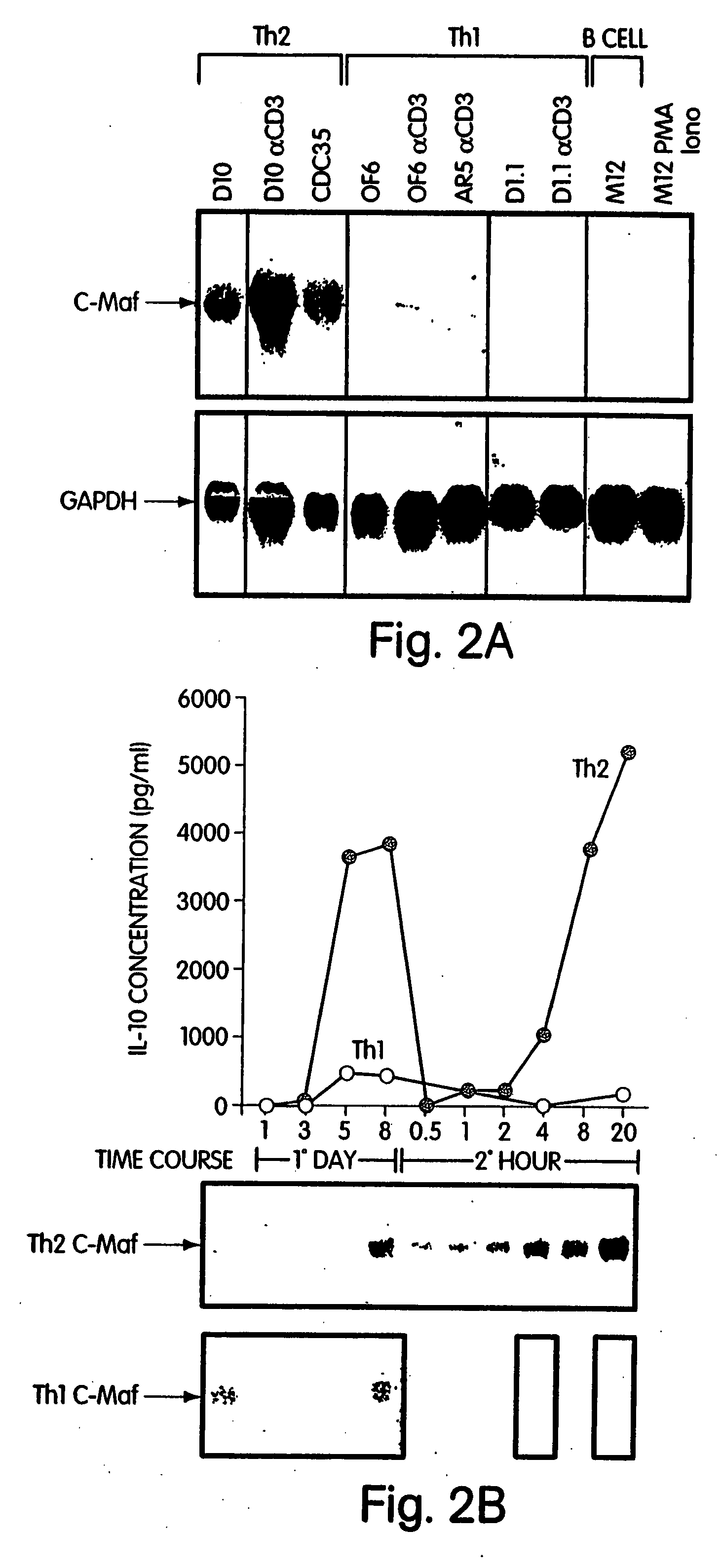 Methods for regulating T cell subsets by modulating transcription factor activity