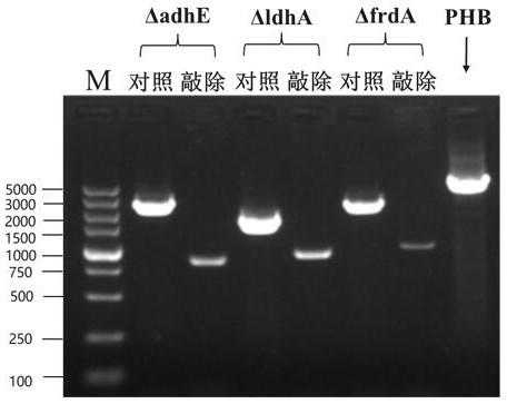Genetically engineered bacterium for co-production of 1, 3-propylene glycol and polyhydroxybutyrate as well as construction method and application thereof