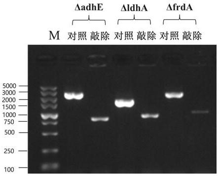 Genetically engineered bacterium for co-production of 1, 3-propylene glycol and polyhydroxybutyrate as well as construction method and application thereof