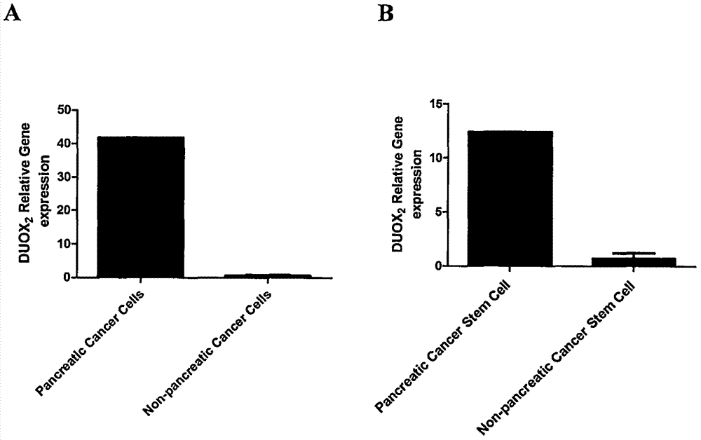 DC (Dendritic Cell) vaccine modified by DUOX2 and applications of DC vaccine in killing and wounding pancreatic cancer initiating cells in targeted manner