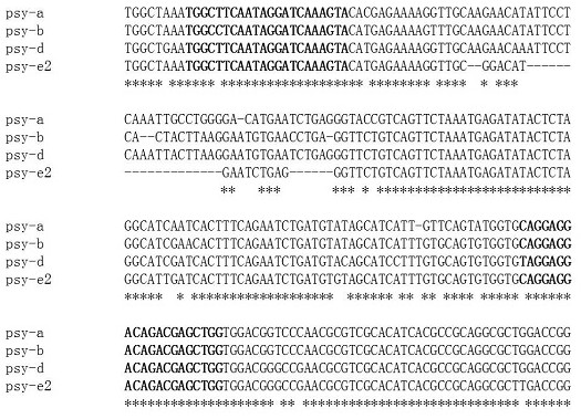 A functional marker of wheat phytoene synthase gene psy-e2 and its application