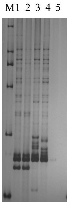 A functional marker of wheat phytoene synthase gene psy-e2 and its application