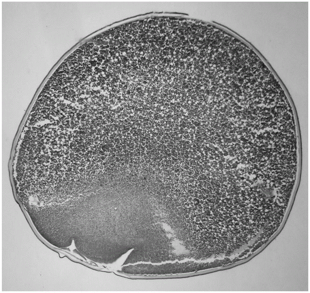 Acipenser dabryanus oosperm tissue slicing method
