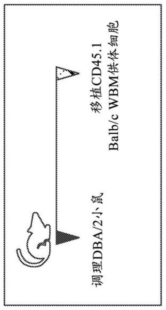 Methods for allogeneic hematopoietic stem cell transplantation