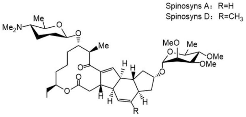 Saccharopolysporaspinosa with high yield of spinosad