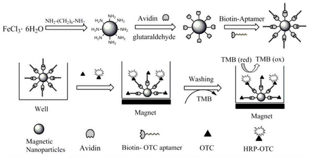 Method for detecting oxytetracycline (OTC) in food by virtue of functional magnetic bead isolation-enzyme linked aptamer