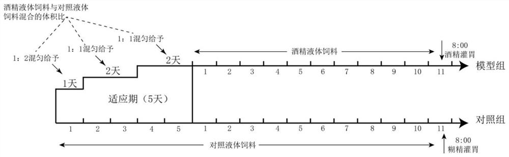 Method for preparing medicine for recovering mitochondrial homeostasis and application thereof