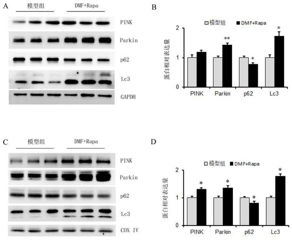 Method for preparing medicine for recovering mitochondrial homeostasis and application thereof