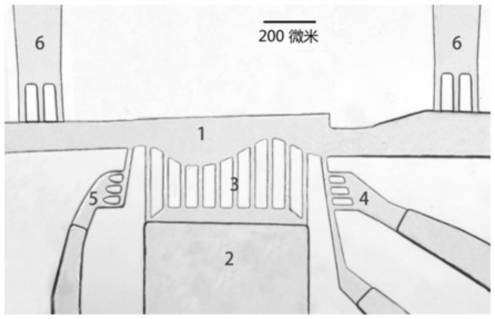 Micro-fluidic chip nematode adsorbing and fixing device and use method thereof