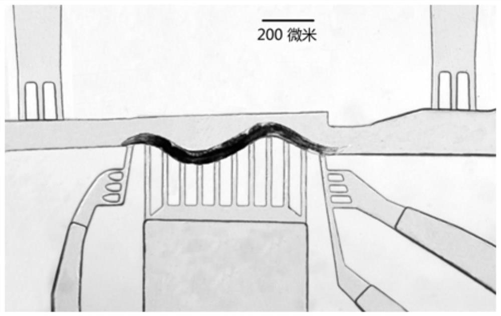 Micro-fluidic chip nematode adsorbing and fixing device and use method thereof