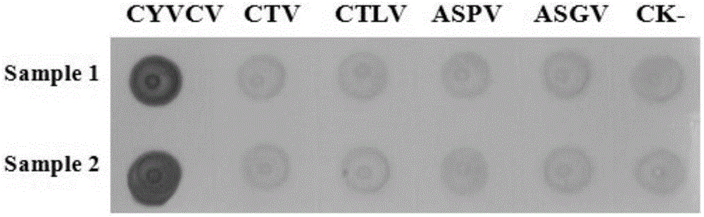 Hybridoma cell strain secreting citrus yellow vein clearing virus-resistant monoclonal antibodies and monoclonal antibody application thereof