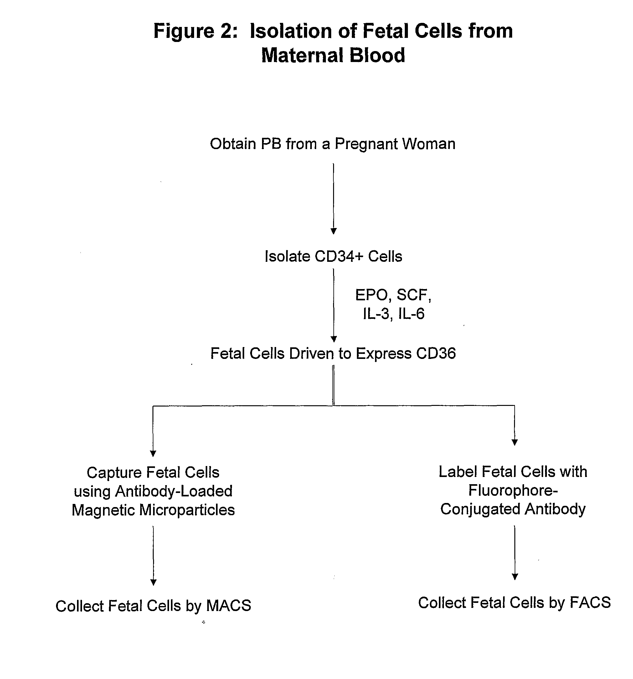 Antibodies Against Cells of Fetal Origin