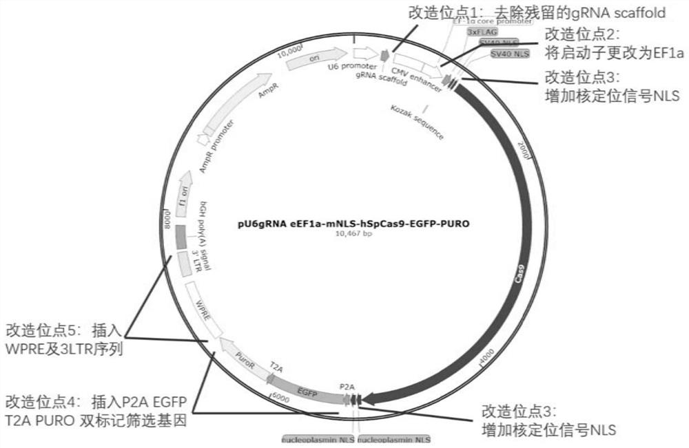 Method and special kit for preparing severe immunodeficiency pig-derived recombinant cells jointly knocked out of four genes of addi