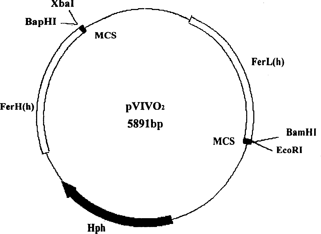 Fusion gene of Japan schistosome antigen gene and constituted DNA vaccin and preparing process