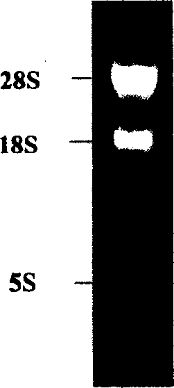 Fusion gene of Japan schistosome antigen gene and constituted DNA vaccin and preparing process