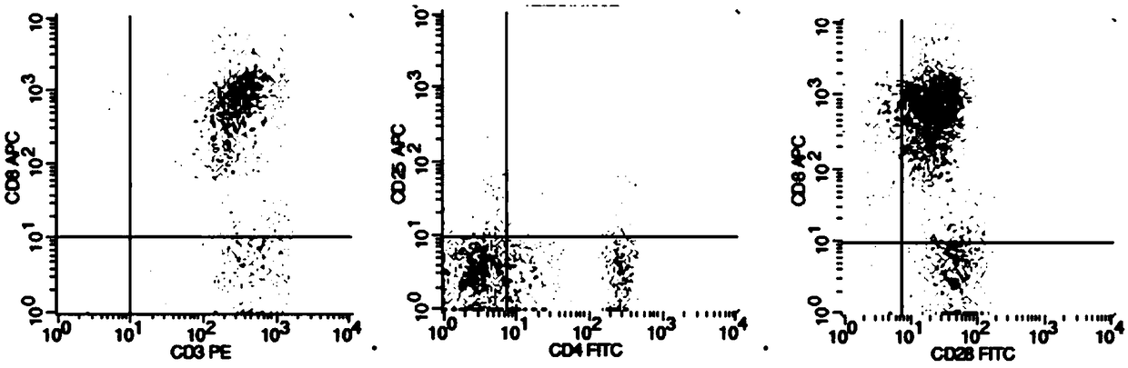 Culture method for improving peripheral blood CTL (cytotoxic lymphocyte) cells