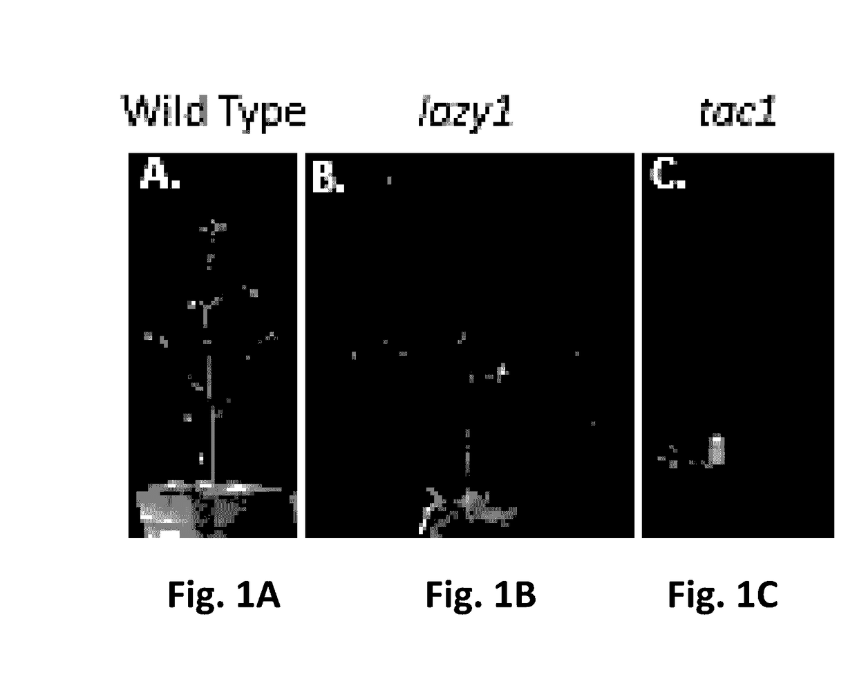 Functional Analysis of LAZY1 in Arabidopsis thaliana and Prunus Trees
