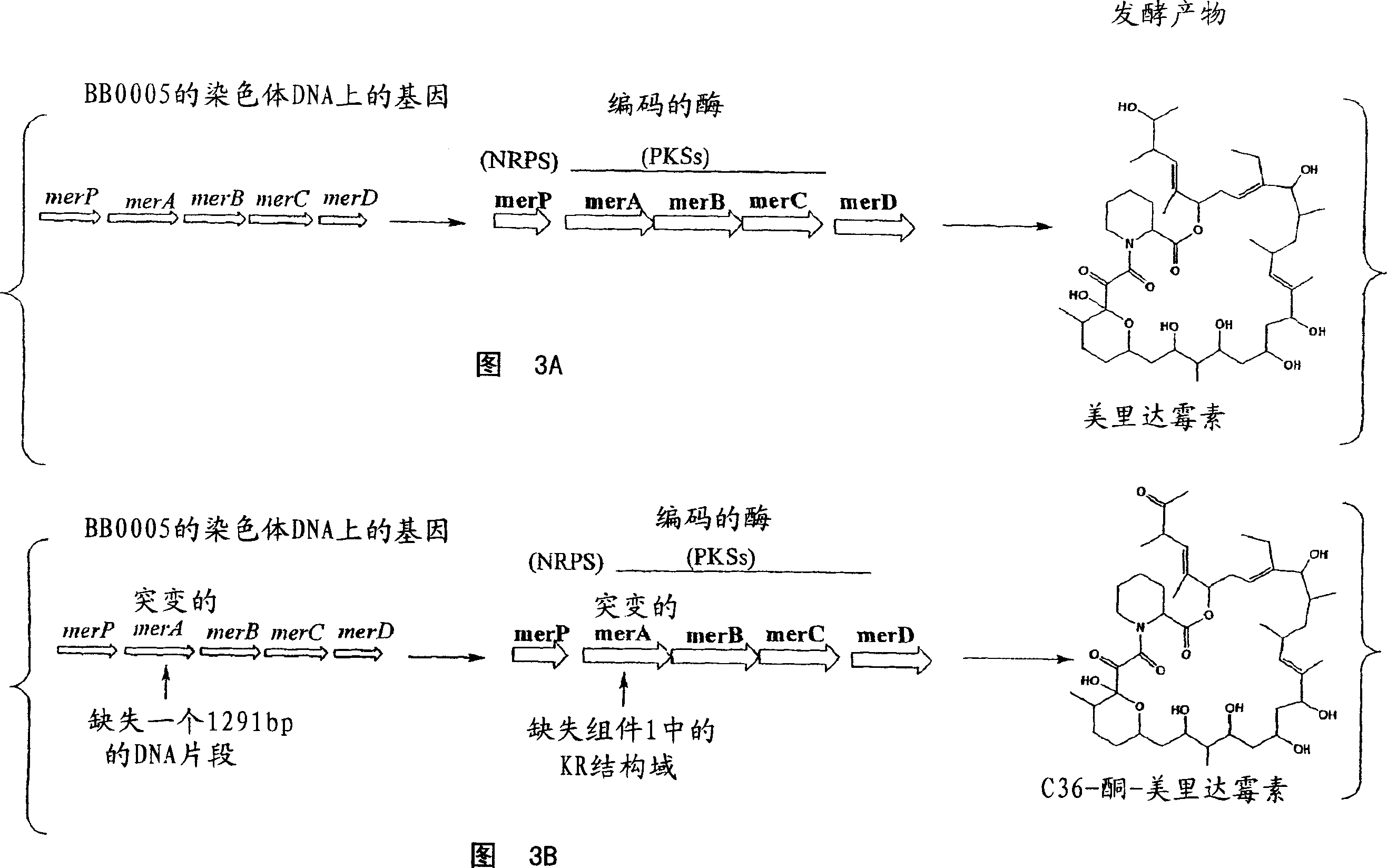 Biosynthetic gene cluster for the production of a complex polyketide