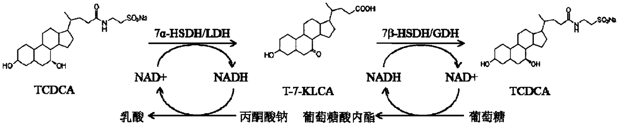 Method of preparing tauroursodeoxycholic acid by biotransformation and application of method