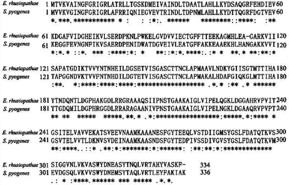 Gene gapdh for expressing erysipelothrix rhusiopathiae recombinant protein GAPDH (glyceraldehyde-3-phosphate dehydrogenase) as well as recombinant escherichia coli and applications of gene gapdh