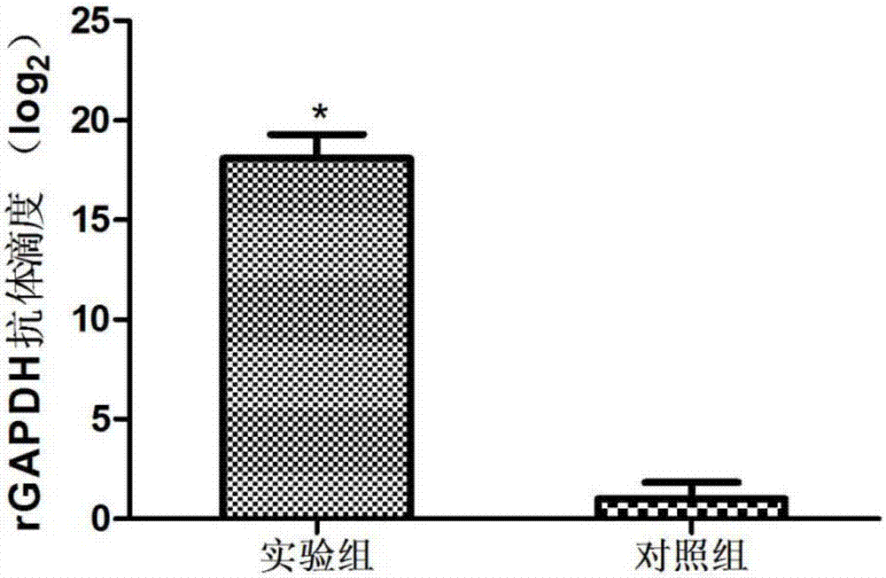 Gene gapdh for expressing erysipelothrix rhusiopathiae recombinant protein GAPDH (glyceraldehyde-3-phosphate dehydrogenase) as well as recombinant escherichia coli and applications of gene gapdh