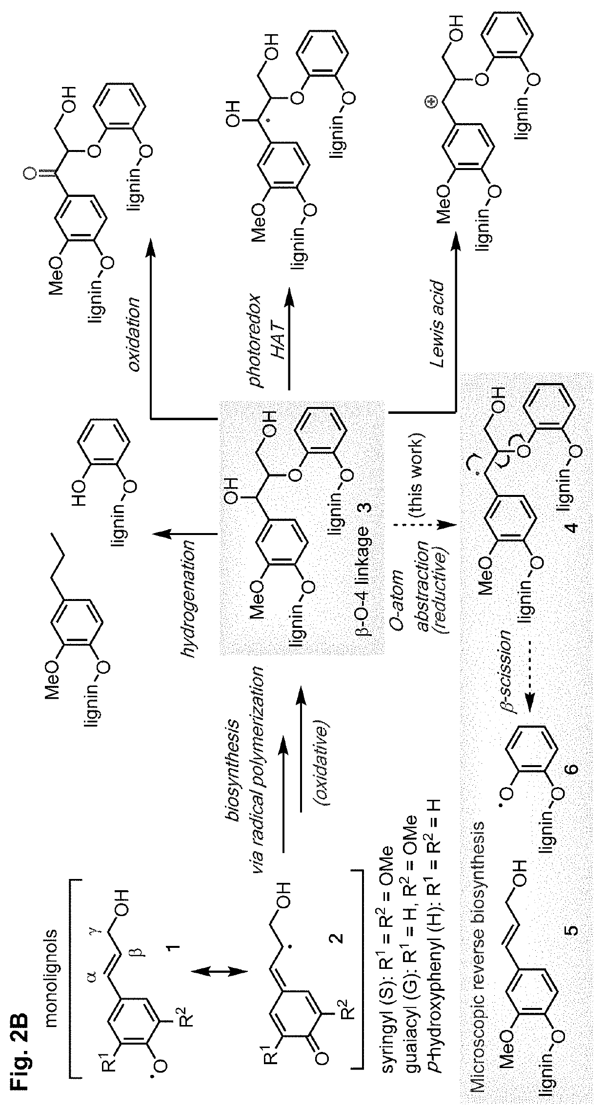 Depolymerization and valorization of a biopolymer