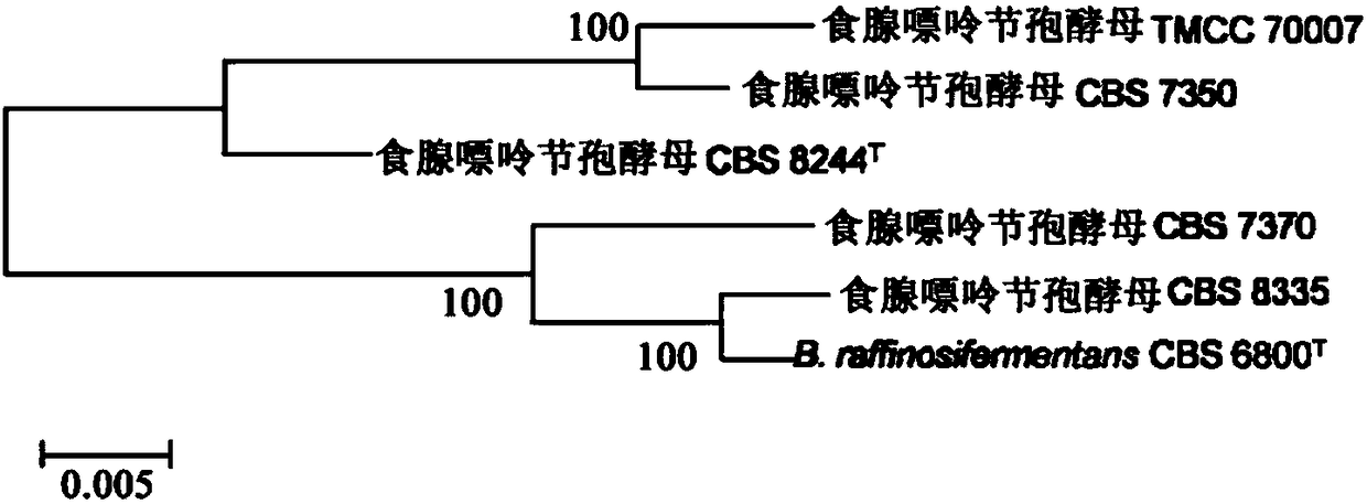 DNA barcode primers, DNA barcodes, kit and method for rapidly identifying Blastobotrys adeninivorans strain, and applications of DNA barcode primers and DNA barcodes