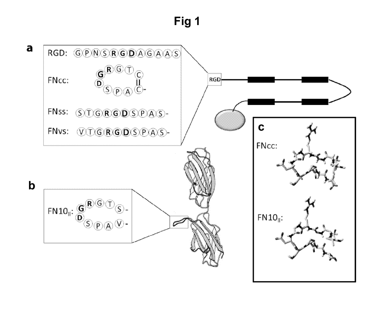 Cyclic rgd cell-binding motif and uses thereof