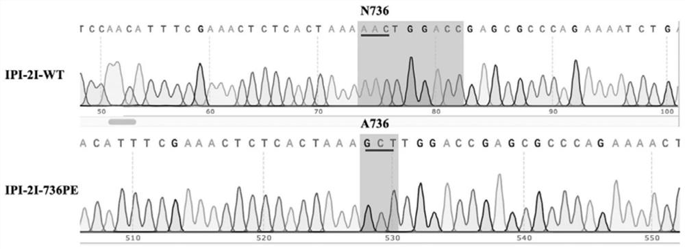 Composition for fixed-point modification of pAPN-gene 16 exon and application of composition
