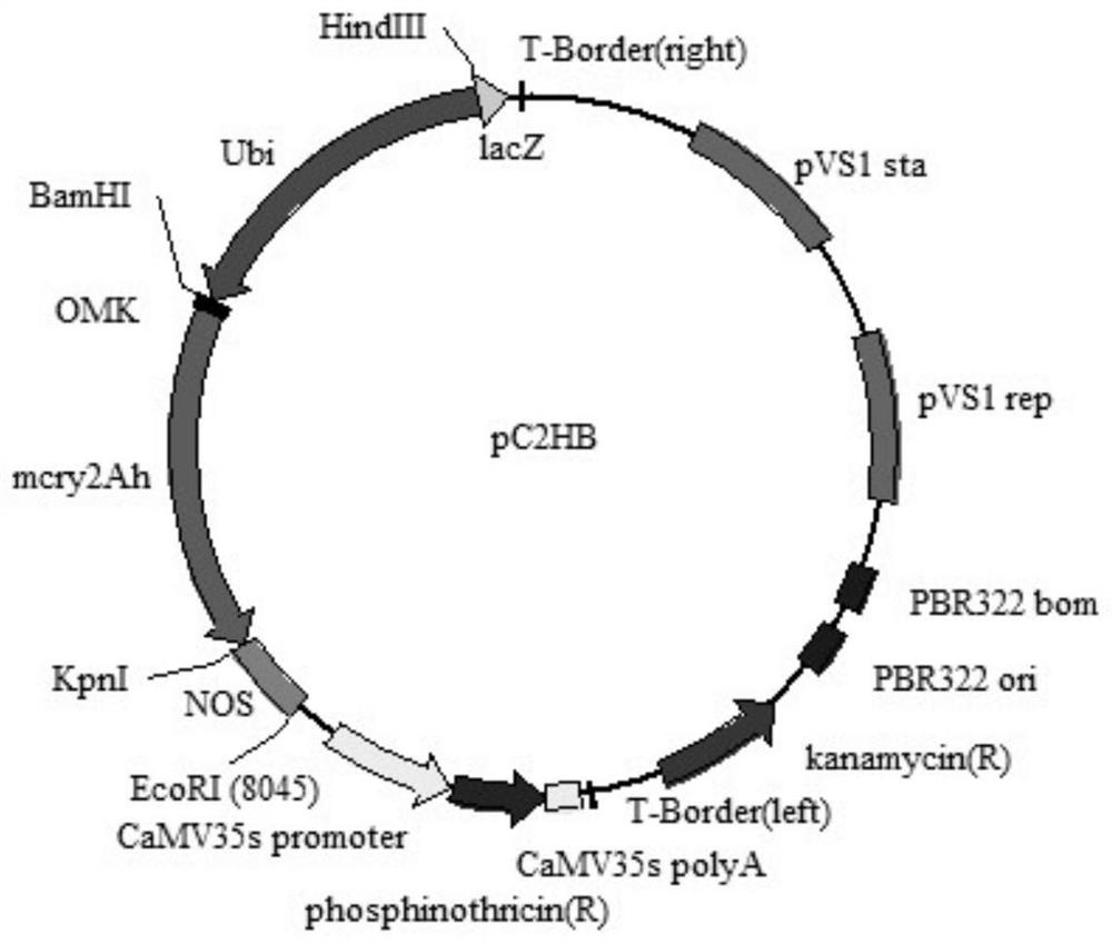 Application of cry2ah-vp gene in anti-armyworm