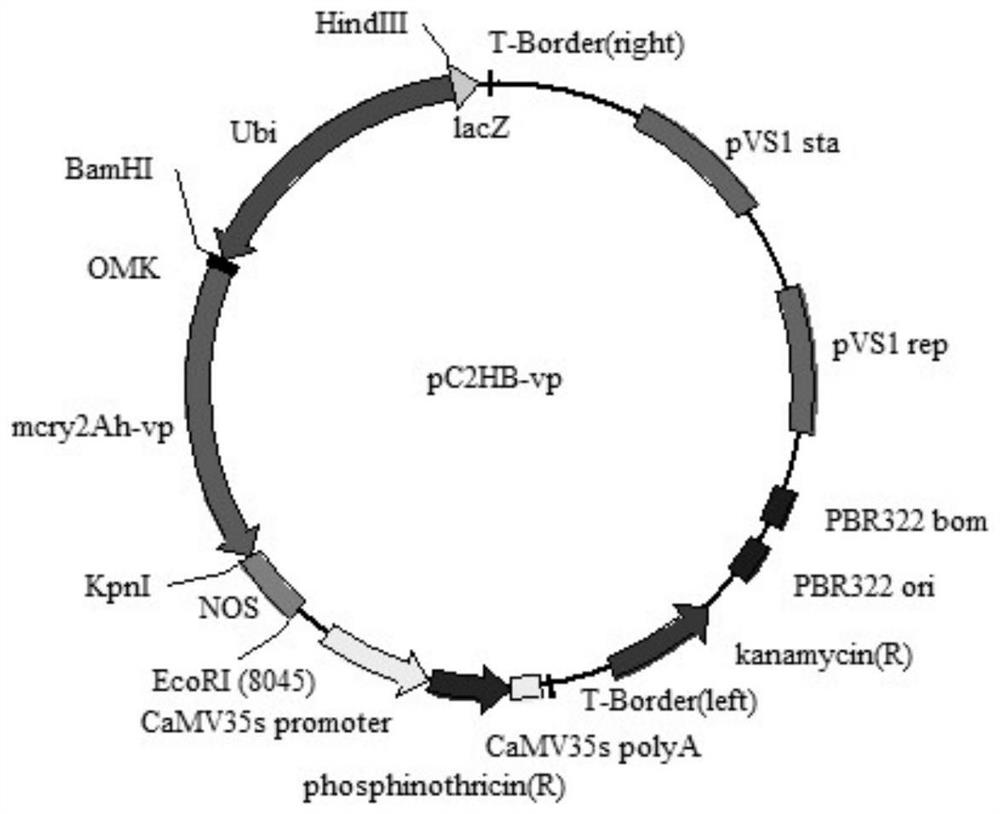 Application of cry2ah-vp gene in anti-armyworm