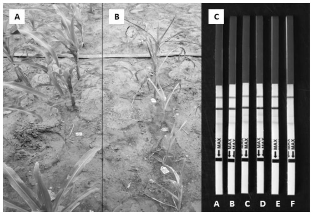 Application of cry2ah-vp gene in anti-armyworm